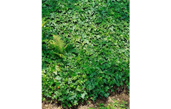 Hedera helix 'Green Wonder' 