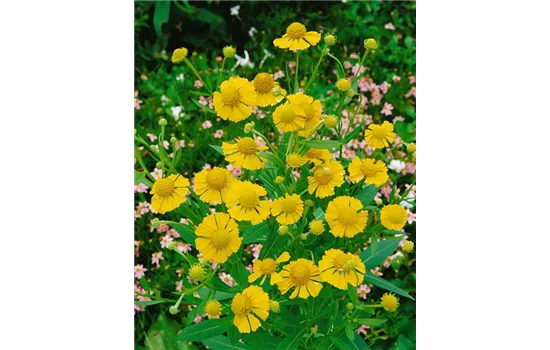Helenium autumnale 'Pumilum Magnificum'  Helenium autumnale 'Pumilum Magnificum'