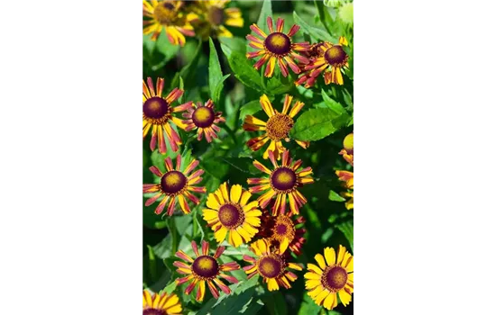 Helenium Hybride 'Loysder Wieck'