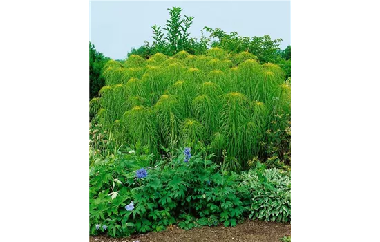 Helianthus salicifolius 