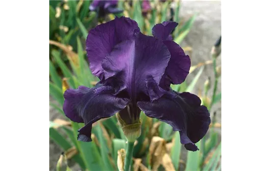 Iris x barbata-elatior 'Night Owl'  Iris x barbata-elatior 'Night Owl'