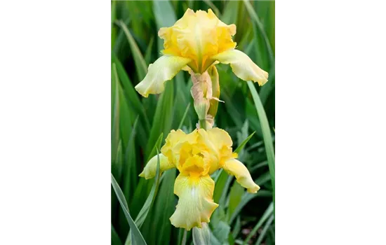 Iris x barbata-elatior 'October Sun'  Iris x barbata-elatior 'October Sun'
