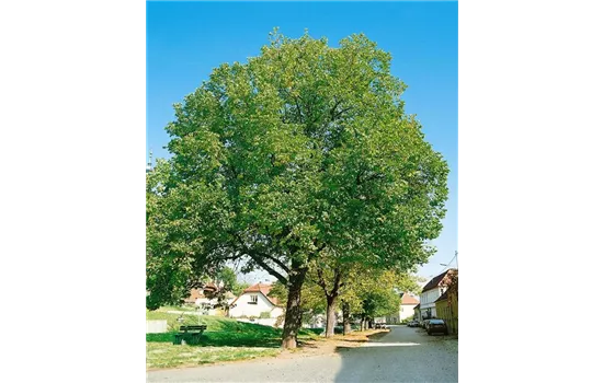 Juglans regia 'Jupiter' Juglans regia 'Jupiter'