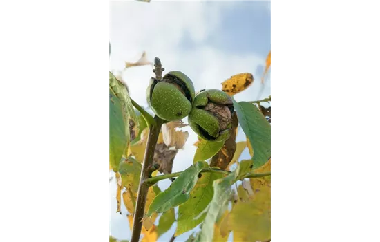 Juglans regia 'Seifersdorfer Runde'  Juglans regia 'Seifersdorfer Runde'