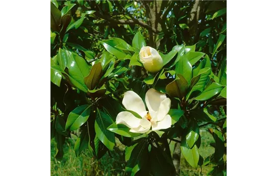 Magnolia grandiflora  Magnolia grandiflora