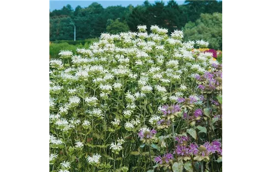 Monarda fistulosa 'Schneewittchen'  Monarda fistulosa 'Schneewittchen'