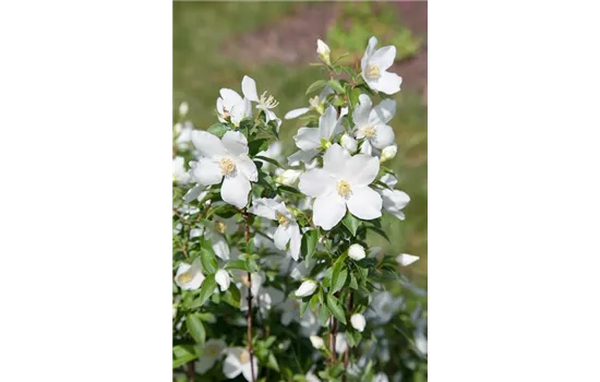 Philadelphus 'Silberregen' Philadelphus 'Silberregen'