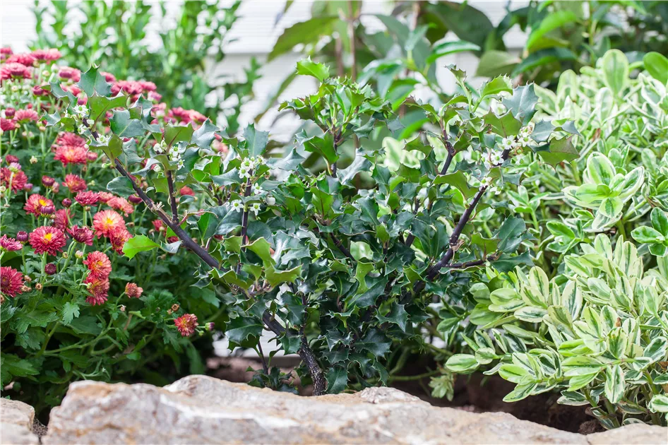 dünger für thuja smaragd Purgrün Thuja-Smaragd-Dünger 1 kg