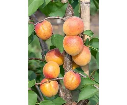 Prunus armeniaca 'Armicol'  Prunus armeniaca 'Armicol'