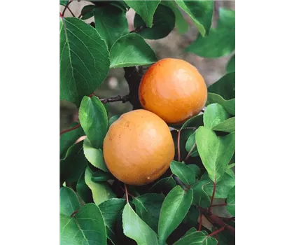 Prunus armeniaca 'Compacta'  Prunus armeniaca 'Compacta'