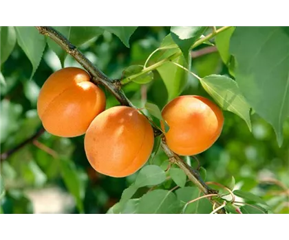 Prunus armeniaca 'Early Orange'  Prunus armeniaca 'Early Orange'