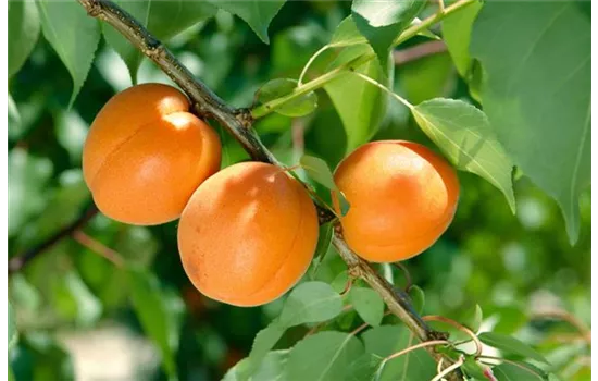 Prunus armeniaca 'Early Orange'  Prunus armeniaca 'Early Orange'