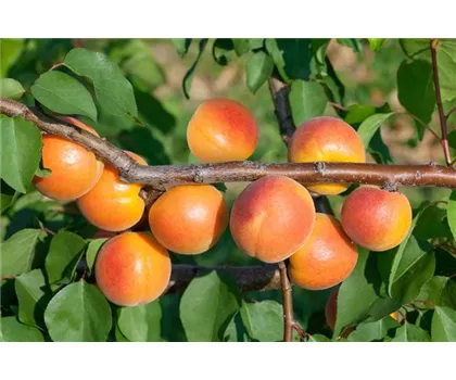 Prunus armeniaca 'Kuresia'  Prunus armeniaca 'Kuresia'