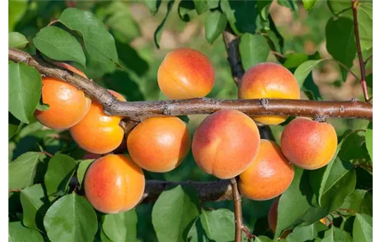 Prunus armeniaca 'Kuresia'  Prunus armeniaca 'Kuresia'