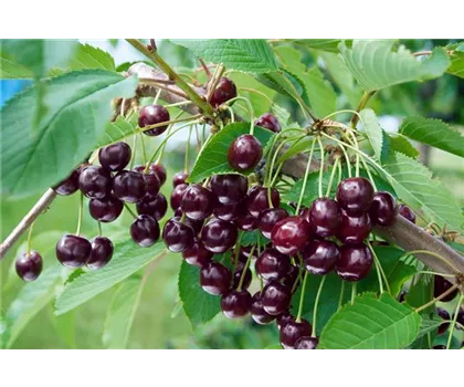 Prunus avium 'Johanna'  Prunus avium 'Johanna'