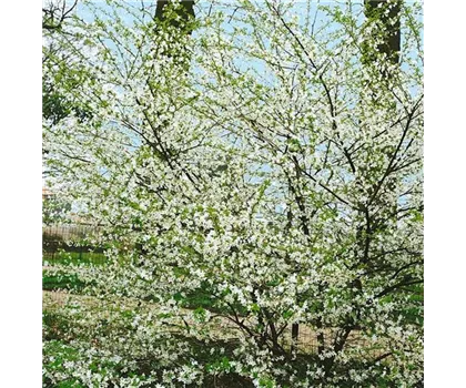 Prunus incisa 'Yamadei'  Prunus incisa 'Yamadei'