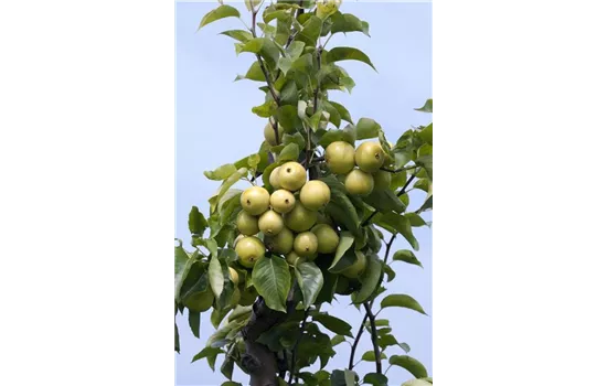 Pyrus pyrifolia 'Nijisseiki'  Pyrus pyrifolia 'Nijisseiki'