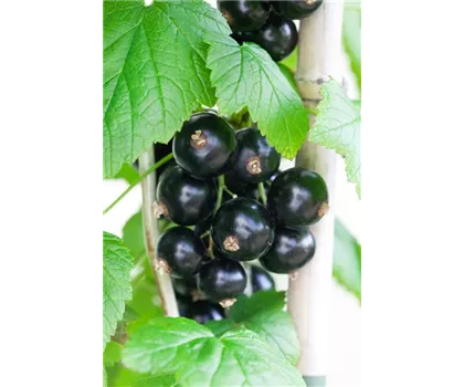 Ribes nigrum 'Bona'  Ribes nigrum 'Bona'