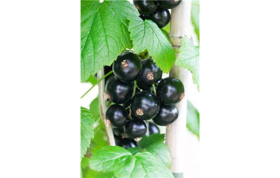 Ribes nigrum 'Bona'  Ribes nigrum 'Bona'