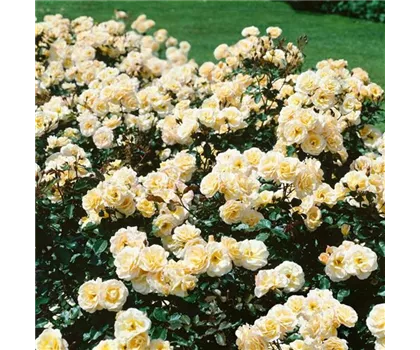 Rosa 'Absolutely Fabulous'  Rosa 'Absolutely Fabulous'