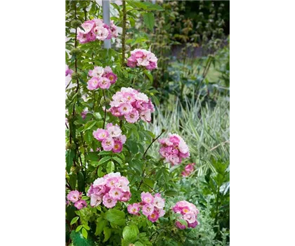 Rosa 'Apple Blossom'  Rosa 'Apple Blossom'