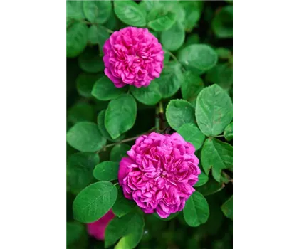 Rosa 'Ascot'  Rosa 'Ascot'