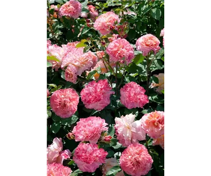 Rosa 'Augusta Luise'  Rosa 'Augusta Luise'