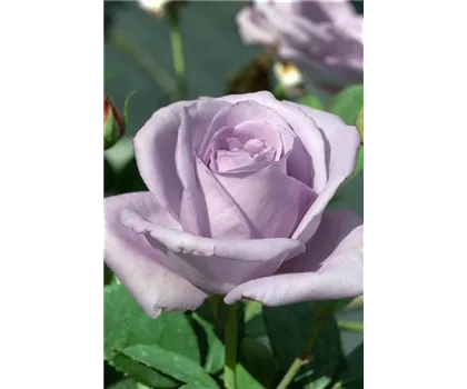 Rosa 'Blue Girl'  Rosa 'Blue Girl'