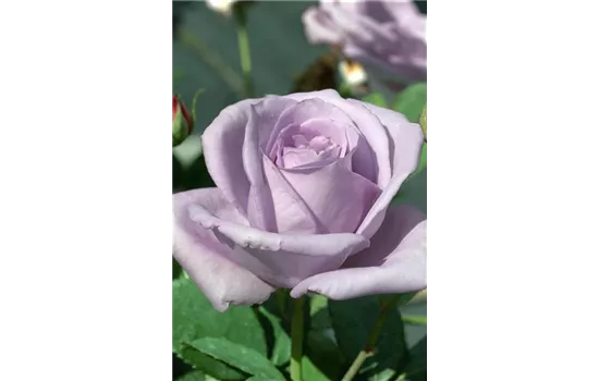 Rosa 'Blue Girl'  Rosa 'Blue Girl'