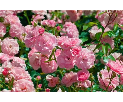 Rosa 'Bonica 82'  Rosa 'Bonica 82'