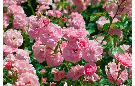 Rosa 'Bonica 82'  Rosa 'Bonica 82'