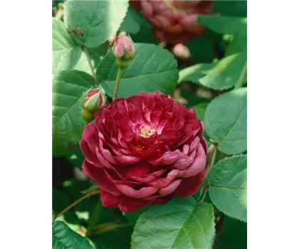 Rosa 'Cardinal de Richelieu'  Rosa 'Cardinal de Richelieu'