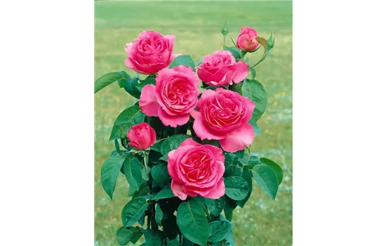 Rosa 'Chartreuse de Parme'  Rosa 'Chartreuse de Parme'