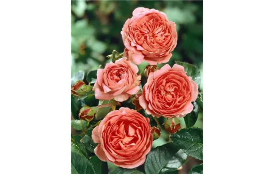 Rosa 'Chippendale'  Rosa 'Chippendale'