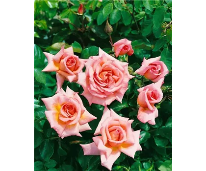 Rosa 'Compassion'  Rosa 'Compassion'