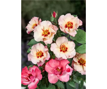 Rosa 'Eye of the Tiger'  Rosa 'Eye of the Tiger'