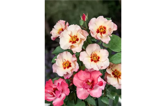 Rosa 'Eye of the Tiger'  Rosa 'Eye of the Tiger'