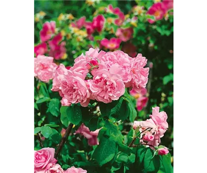 Rosa 'Fantin Latour'  Rosa 'Fantin Latour'