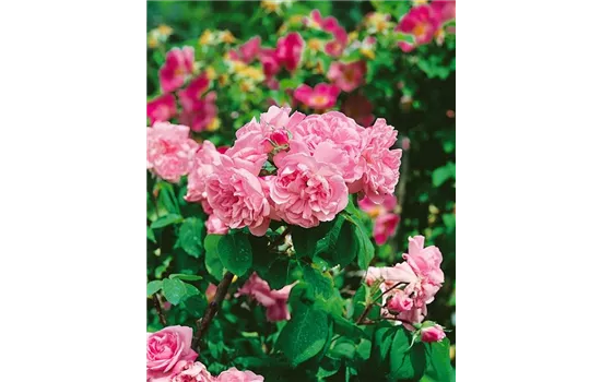 Rosa 'Fantin Latour'  Rosa 'Fantin Latour'