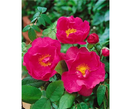 Rosa 'Gallica Officinalis'  Rosa 'Gallica Officinalis'