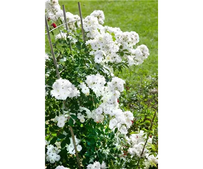 Rosa 'Guirlande d'Amour'  Rosa 'Guirlande d'Amour'