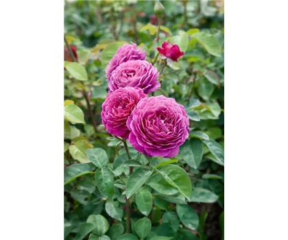 Rosa 'Heidi Klum-Rose'  Rosa 'Heidi Klum-Rose'