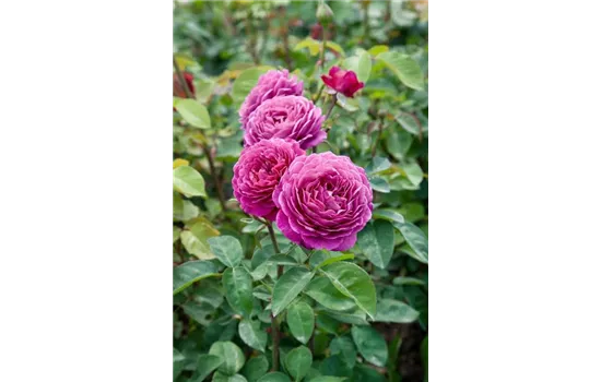 Rosa 'Heidi Klum-Rose'  Rosa 'Heidi Klum-Rose'