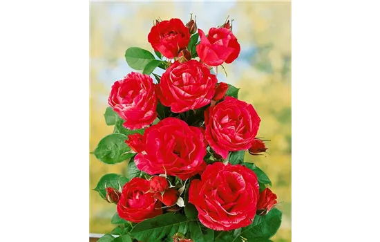 Rosa 'Henri Matisse' 