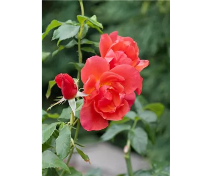 Rosa 'Jazz'  Rosa 'Jazz'