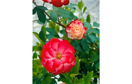 Rosa 'Jubilé du Prince de Monaco'  Rosa 'Jubilé du Prince de Monaco'