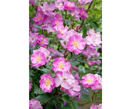 Rosa 'Lavender Dream'  Rosa 'Lavender Dream'