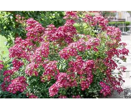 Rosa 'Mozart'  Rosa 'Mozart'