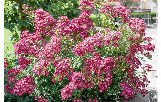 Rosa 'Mozart'  Rosa 'Mozart'