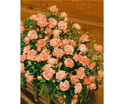 Rosa 'Pinocchio'  Rosa 'Pinocchio'